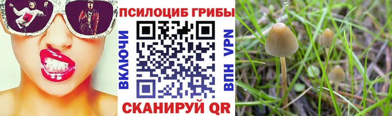 kraken зеркало  дарнет шоп  Шуя  Галлюциногенные грибы Magic Shrooms 